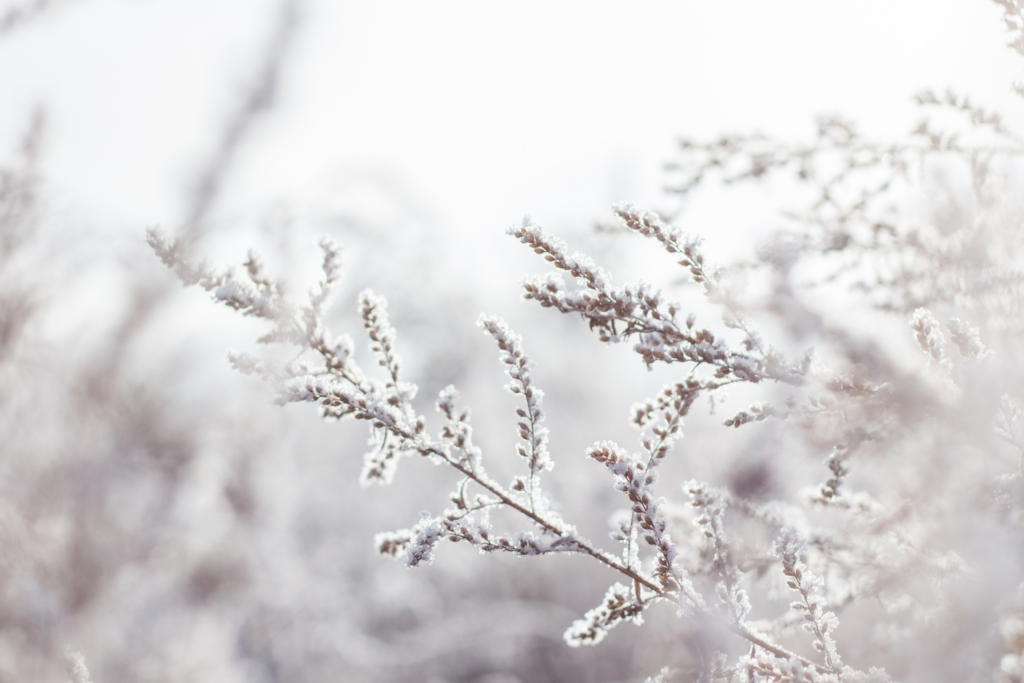 Branch with winter snow on it
