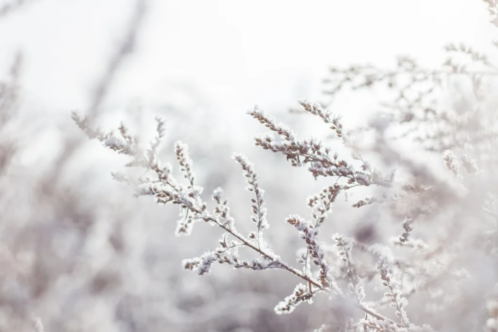 Branch with winter snow on it